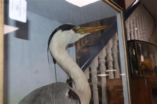 A cased taxidermic heron, by Hutchings